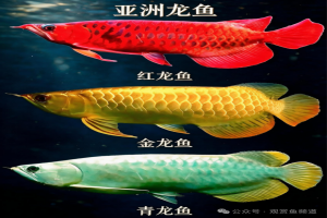 速看！最全的龙鱼图鉴！你最喜欢那一条龙鱼？