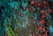 斜鳞鲷是什么鱼？