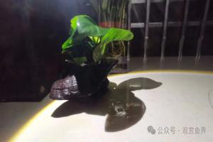 千万别学我，摆上沉木小水榕，直接遭殃我的心爱斑马鱼