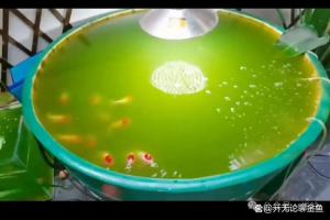 绿水在古法饲养金鱼过程中怎么控制？生水→熟水→绿水→死水