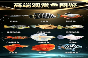 60种常见观赏鱼图鉴大全