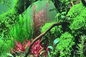 新手养鱼特别离谱,看看养鱼大佬是怎么养的