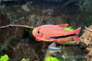 当年一条卖上千的顶级灯鱼,现在地摊 10 块钱随便挑,身价暴跌上百倍