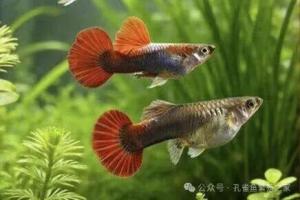 孔雀鱼尾巴的毛病,一次解决!