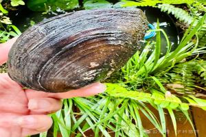 搞定鱼缸绿藻只需1只河蚌？4大隐患，90%新手不知道