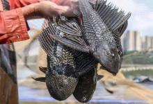 8大入侵鱼，中国占了7个！剩下那1条，却让老美举国崩溃，修坝烧钱全没用