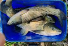 野生草鱼最“馋”的3种食物，玉米只能屈居第二