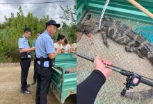 安徽男子钓鱼时钓条鳄鱼，经查为扬子鳄，鼋鼍为梁中的“鼍”就是它