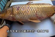河南男子水库钓到大鲤鱼，肉质鲜红像牛肉，体内还有鱼石，是传说的“牛肉鲤”？