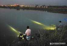 夏季夜晚喜欢到浅水区觅食的4种鱼类