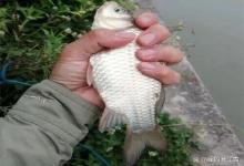 浮漂一动不动?不是水里没鱼,而是你正在钓死鱼!三伏天这3个调整,让空军变爆护!