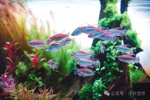 三伏天鱼缸水温爆表？别慌，5套实测有效方法来了！