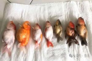 金鱼合缸前最稳妥的方法为什么要用隔离缸