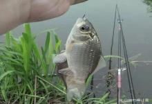 三伏天钓鲫鱼最强攻略！别再纠结饵料了，找对这3个地方，天气越热越连竿！