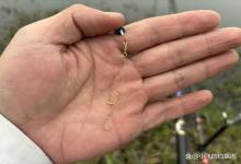 这才是大力马线的正确打开方式！再狡猾的鲤鱼也得“上当”