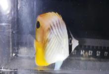 丝蝴蝶鱼是什么鱼？