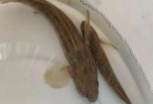 椰子深鰕虎是什么鱼？