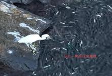 湖南沅江“鱼里掺水”了，白鹭开自助餐一口吃3条鱼，长江流域禁渔成效显现
