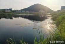 野生草鱼到底是钓底还是钓浮？