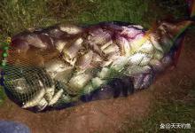 夜钓调漂策略：钓灵还是钓钝？讲透了就不纠结了