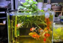 造景鱼缸水质浑浊发白怎么处理？鱼缸水浑浊了发白怎么办？