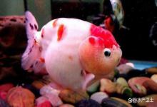 兰寿炸鳞像皮球怎么办？兰寿炸鳞像个球怎么治疗？看看老手怎么做