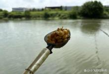 为什么隔夜窝不发窝？多半是这几件事没做好，根本留不住鱼