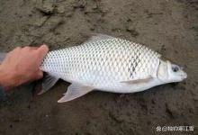 浮漂乱舞全是假口？盛夏钓土鲮，这3个钝招专治空竿！