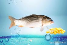 野钓窝料里经常加的4种物质