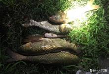 三伏天夜钓攻略：4点干货全用上，今晚出钓就爆护