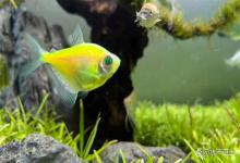 夏季为啥天使鱼身上还有白点?天使鱼身上白点怎么治疗?