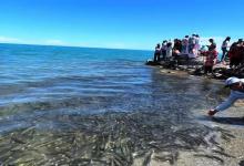 青海湖湟鱼洄游:鱼群扎堆不怕人,23年数量增长50倍,为何仍坚持禁捕?