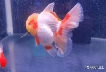 泰狮金鱼掉鳞能用紫药水吗?泰狮金鱼掉了一片鳞怎么办?