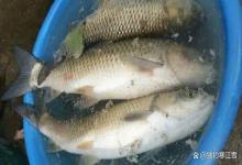 立秋后野钓，不管用什么线组，抛竿前多做这1秒动作，缠线几率大降！