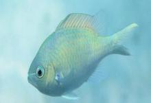 细鳞光鳃鱼是什么鱼?