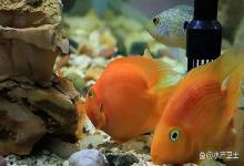 夏天如何防止鱼缸水发腥发臭？鱼缸突然有腥味了怎么办？