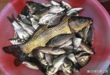 野钓最怕的死窝现象，多半是甜饵用错了！立秋后，这3种糖千万别再乱撒了！