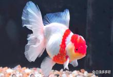 泰狮炸鳞只局部几片鳞片竖起，要不要隔离下药？看看老手怎么处理