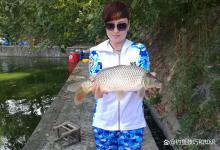 无限回锅鲤鱼吃饵习惯的几个变化