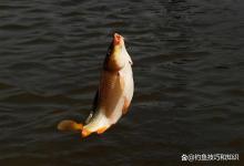 钓无限回锅鲤鱼的4个关键技巧