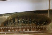台湾突吻鱼是什么鱼？
