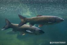 钓青鱼最常见的4种鱼饵味型