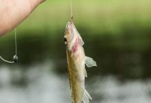 钓鱼佬这辈子有3大痛苦,第3个真的太真实了,看完直接沉默!