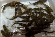 黄辣丁最“馋”的几种东西,蚯蚓也只能排第二