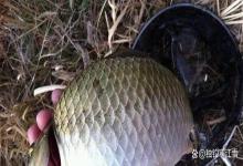 白露后总空军？不是饵料问题，是你没踩准这6个鱼口窗口期！
