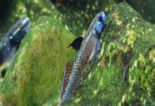 黑鳍枝牙虾虎鱼是什么鱼？