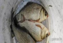 钓大板鲫，白露后要避开这4种草边钓位，否则鱼星再多也白搭！