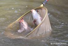 定期投喂颗粒的无限回锅鲤鱼钓法