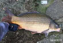 野钓鲤鱼,窝里直冒鱼星却不上鱼?九成是栽在这4件事上!