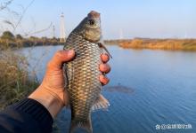 10月钓鲫,打窝后别干等!3步操作让窝子“活”起来,鱼排着队进窝,新手也能爆护